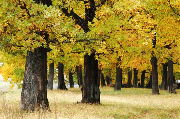 Autumn — Stock Photo, Image