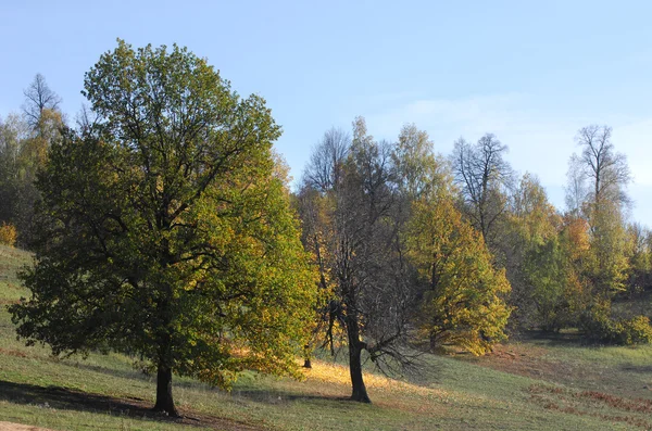 Autumn — Stock Photo, Image