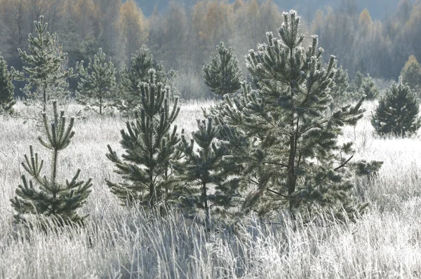 Frost auf Bäumen und Gras, Herbst in allen Farben — Stockfoto