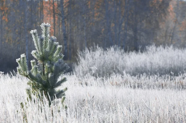 Frost on the trees and grass, fall in all colors — Stock Photo, Image
