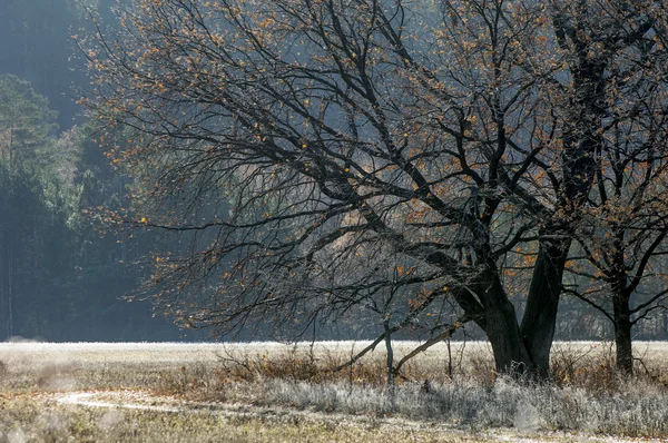 Erster Frost. nebliger Sonnenaufgang. — Stockfoto