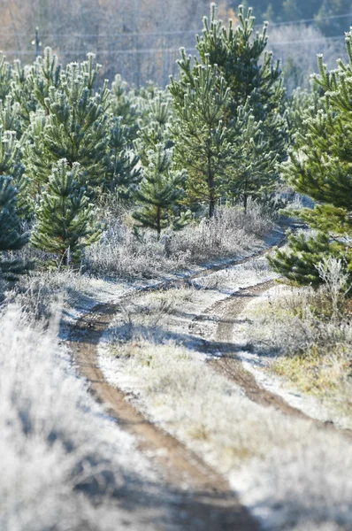 Route de campagne. route en automne — Photo