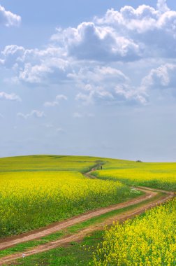 kolza tohumu alan. sarı çiçekler. parlak güneş. Mavi gökyüzü
