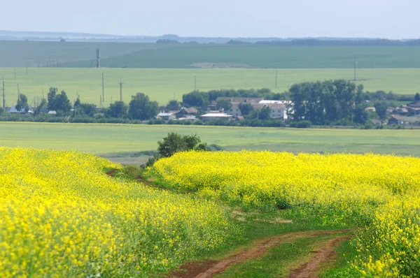 Campo de colza. Flores amarillas. El sol brillante. cielo azul — Foto de Stock