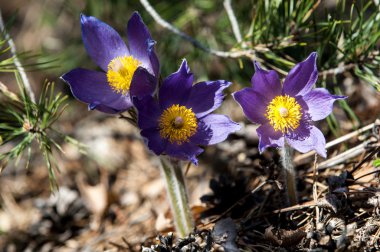 Pulsatilla