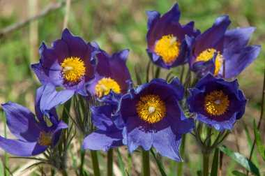 Pulsatilla