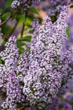 Leylakları ilkbaharda büyümeye