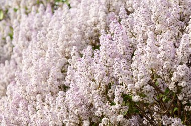 Leylakları ilkbaharda büyümeye