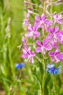 sabah dewdrops ile büyük willowherb bloom.
