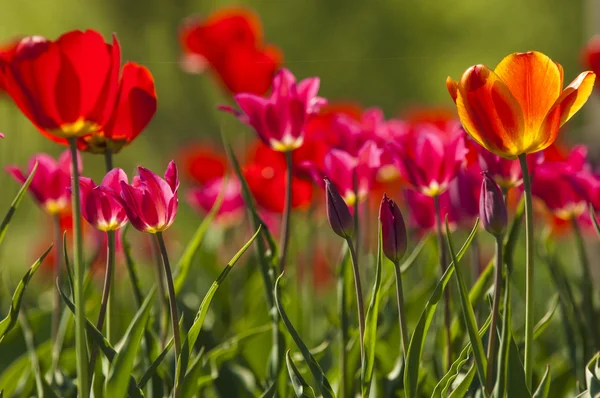 Tulip with bokeh. — Stock Photo, Image