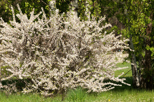 Prunus tomentosa