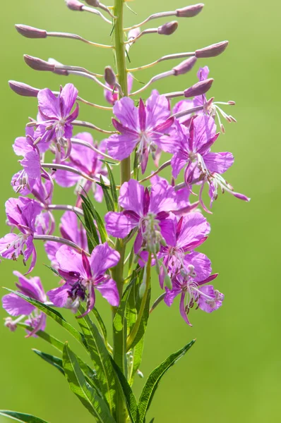 A great willowherb bloom with morning dewdrops. — Stock Photo, Image