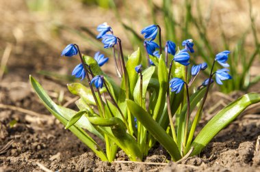 Scilla - mavi bahar çiçekleri