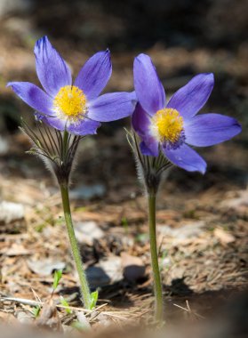 Pulsatilla