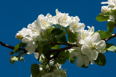 Çiçekli elma ağacı.