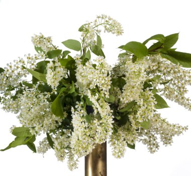 Şube ve çiçeği kuş kiraz (Prunus padus). Portre