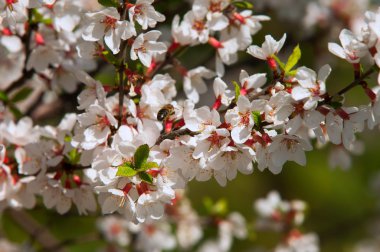 Prunus tomentosa
