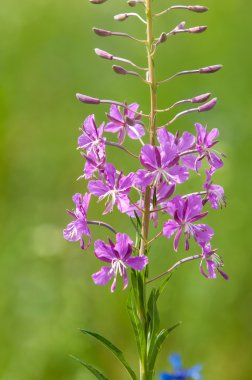 sabah dewdrops ile büyük willowherb bloom.