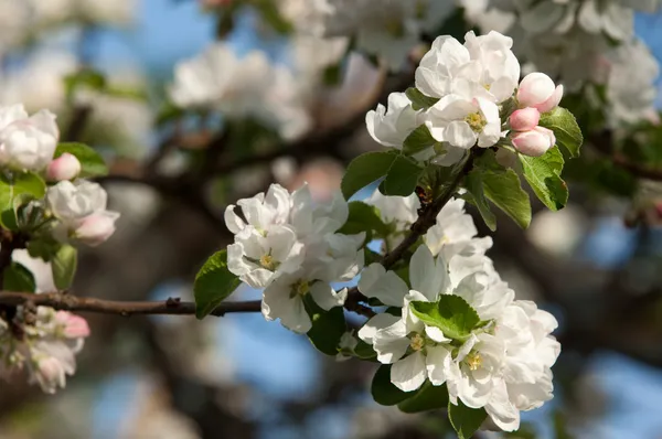 Blossom apple tree — Stock Photo, Image