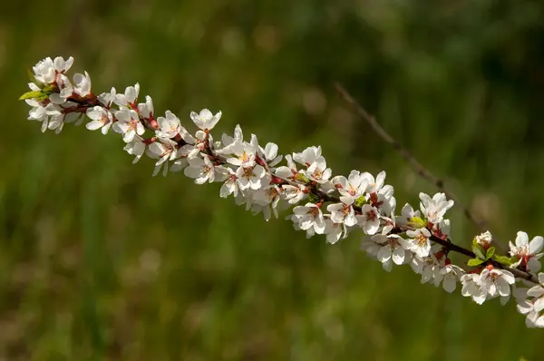 Prunus tomentosa — Stock Photo, Image
