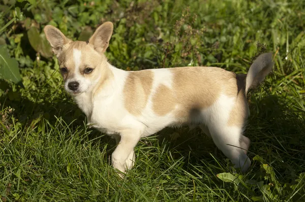 Dog — Stock Photo, Image