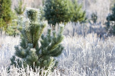 sonbahar Frost'un çim ve ağaçların üzerinde