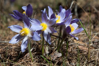 Pulsatilla