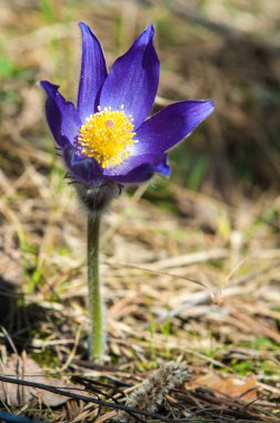 Pulsatilla