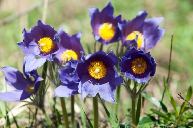 Pulsatilla