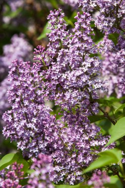 Leylakları ilkbaharda büyümeye
