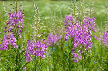 sabah dewdrops ile büyük willowherb bloom.
