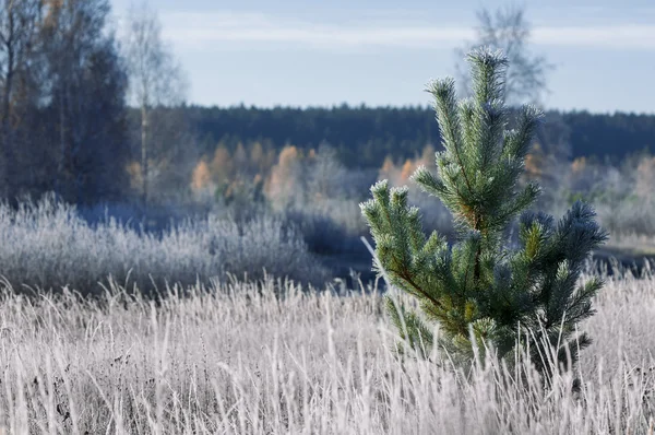 Gelo autunnale sull'erba e sugli alberi — Foto Stock