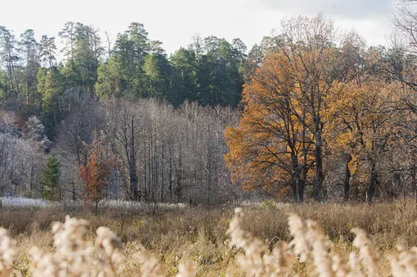 Herbstfrost auf Gras und Bäumen — Stockfoto