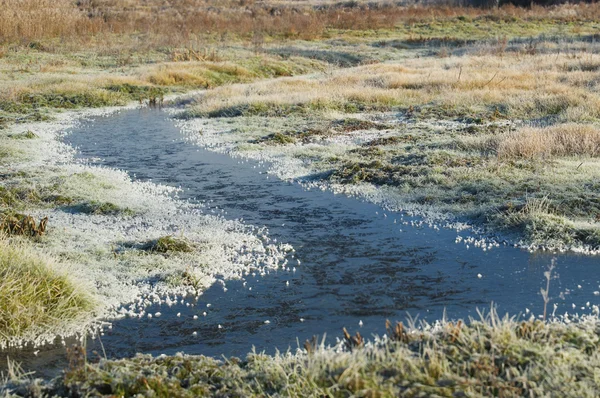 Gelo autunnale sull'erba e sugli alberi — Foto Stock