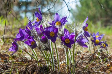 Pulsatilla