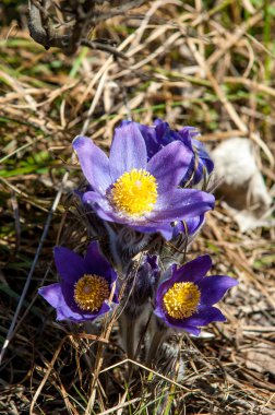 Pulsatilla
