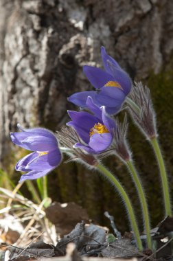 Pulsatilla