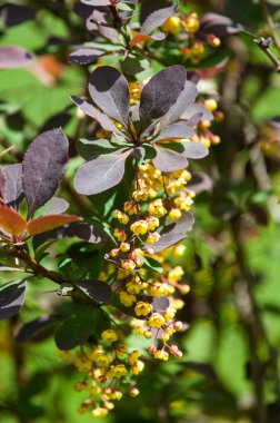 Berberis Ilicifolia