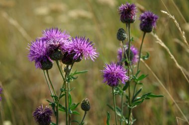çiçekleri bir çayırda, summer. iyi bir ruh hali