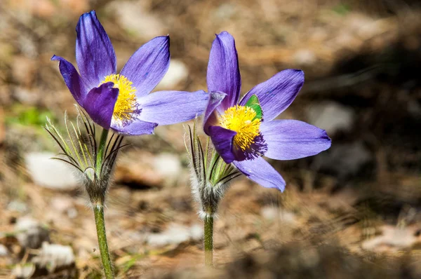 Pulsatilla — Stock Photo, Image