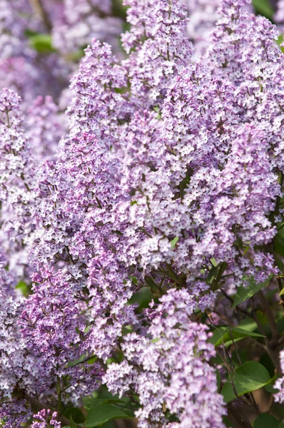 Lilacs grow in spring — Stock Photo, Image