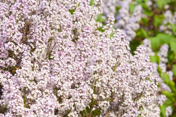 Lilacs grow in spring — Stock Photo, Image