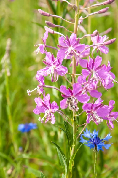 A great willowherb bloom with morning dewdrops. — Stock Photo, Image