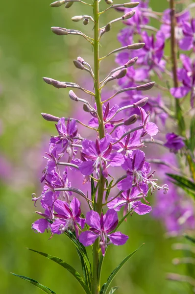 A great willowherb bloom with morning dewdrops. — Stock Photo, Image