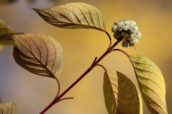 Cornus alba — Stock Photo, Image