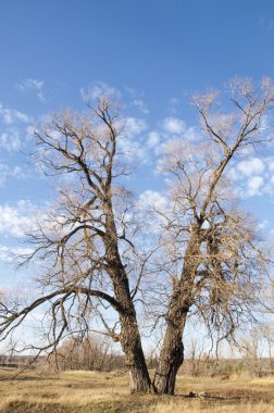 sonbahar park. sonunda geri.