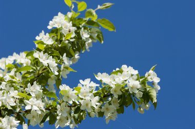 elma ağacı çiçek