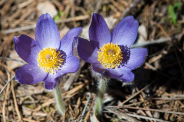 Pulsatilla