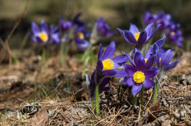 Pulsatilla