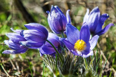 Pulsatilla